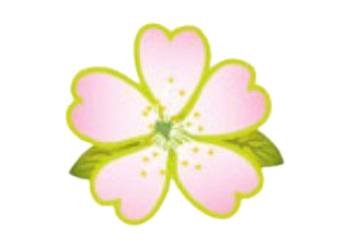 A delicate pink cherry blossom with green leaves.