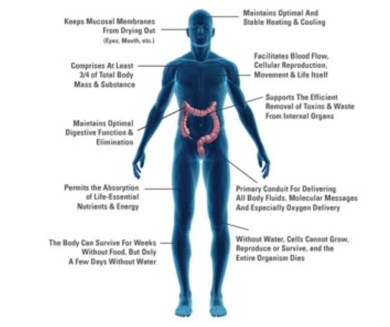 A detailed diagram illustrating the kinesiology of the spine and related muscle groups.